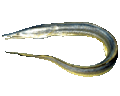 Yellow Conger Eel